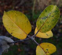 langelands æbleblad